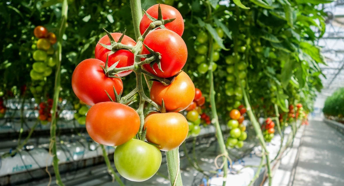 La Tomatina!西班牙番茄狂歡